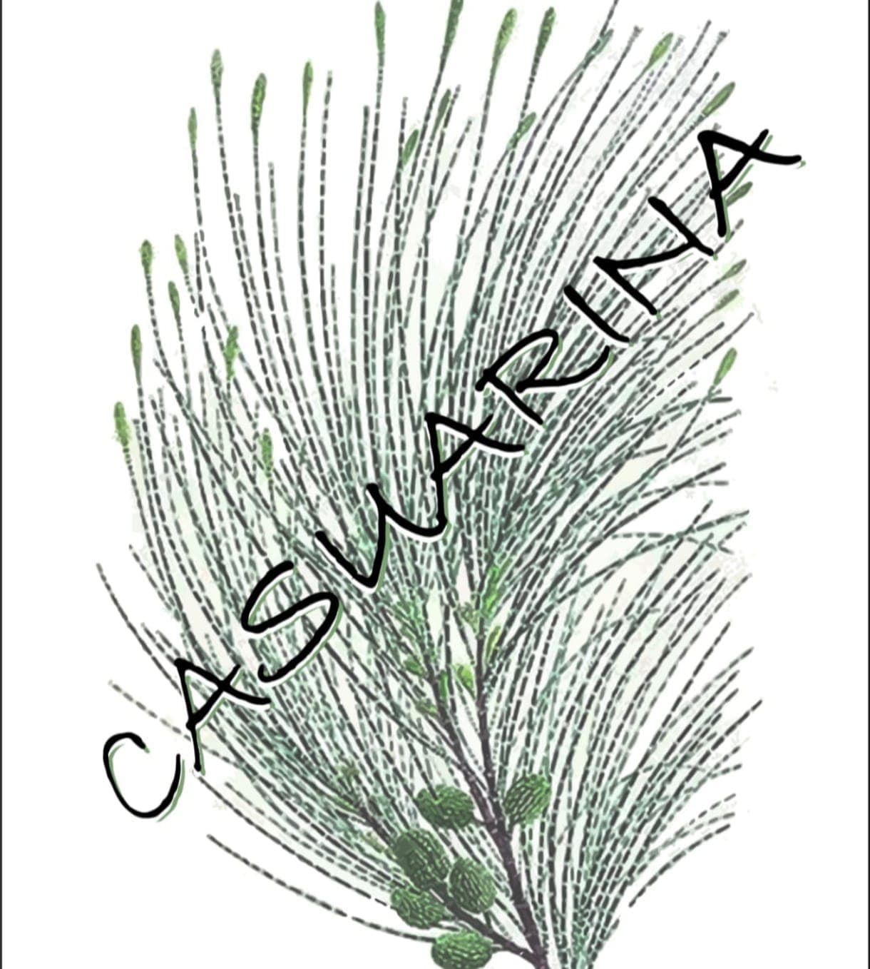 Logo de Casuarina