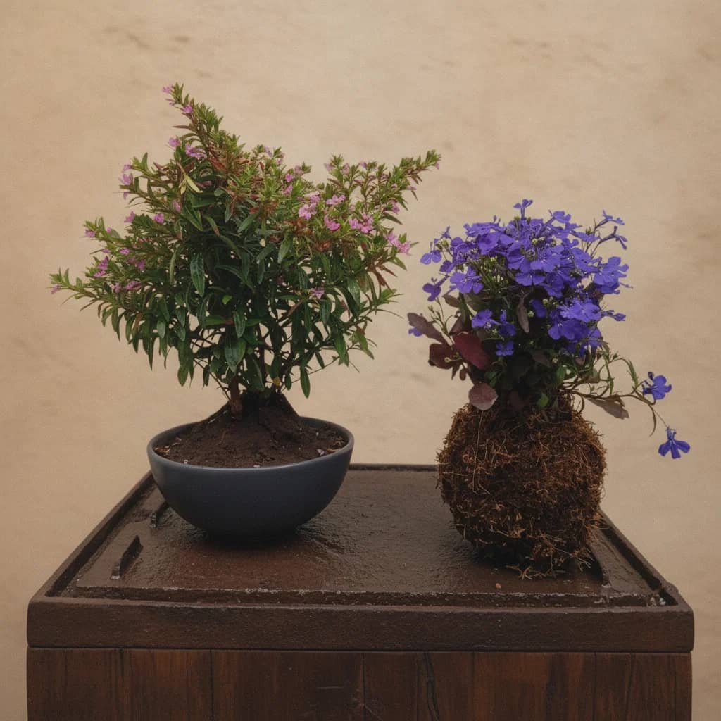 Bonsái Erika floral & kokedama japonesa, flores azules